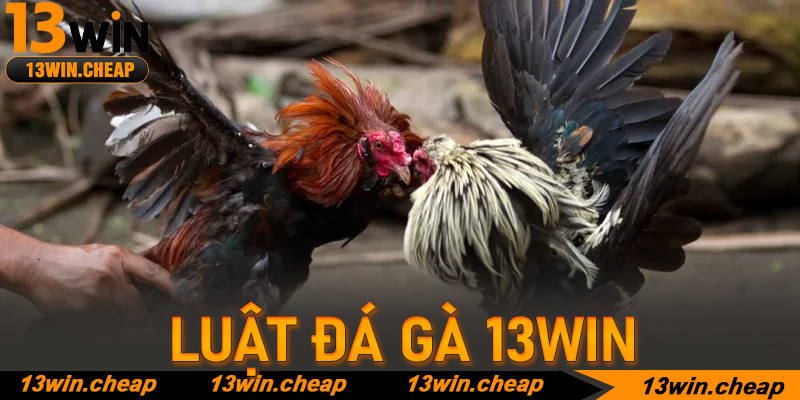 Tinh hoa võ đài: Giải mã Luật đá gà chuyên nghiệp tại 13win