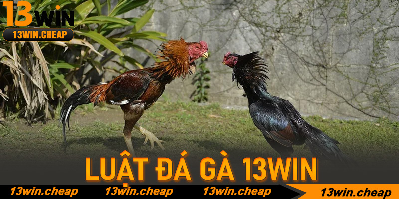 Luật đá gà 13win: Cẩm nang toàn diện để làm chủ mọi ván cược chuyên nghiệp